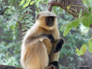 langur